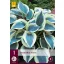 Évelő Hosta Blue Ivory 1 db JUB