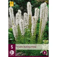 Évelő Liatris floristan White 5 db JUB