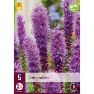 Évelő Liatris spicata 5 db JUB