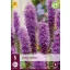 Évelő Liatris spicata 5 db JUB