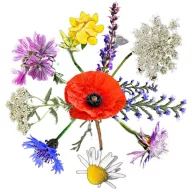   Vadvirágom őshonos magyar virágmag keverék Méheske 2.0 5g