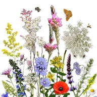   Vadvirágom őshonos magyar virágmag keverék Pollenanyó  50g