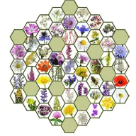 Vadvirágom őshonos magyar virágmag keverék Méh Ne? 5g