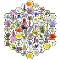 Wildflower native Hungarian flower seed mix Zümmögde 50g