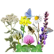   Vadvirágom őshonos magyar virágmag keverék Virágos ősgyep 50g