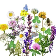   Vadvirágom őshonos magyar virágmag keverék Virágos ősgyep Extra 50g