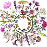   Vadvirágom őshonos magyar virágmag keverék Lepkecsalogató 2.0 5g