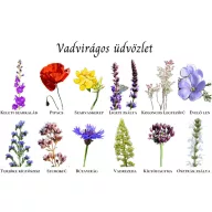   Vadvirágom őshonos magyar virágmag Vadvirágos üdvözlet képeslap 1g