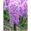 Flower Bulb Hyacinth Purple Voice 5 pcs JUB
