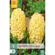 Virághagyma Jácint Yellowstone 5 db JUB
