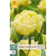 Virághagyma Tulipán Avan Garde 7 db JUB