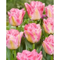 Virághagyma Tulipán Pink Delight 7 db JUB