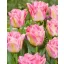 Flower bulb Tulip Pink Delight 7 pieces JUB