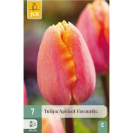 Flower Bulb Tulip Apricot Favourite 7 pieces JUB