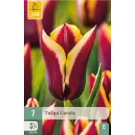 Virághagyma Tulipán Gavota 7 db JUB
