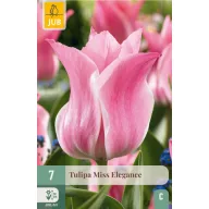 Virághagyma Tulipán Miss Elegeance 7 db JUB