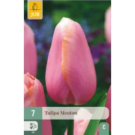 Virághagyma Tulipán Menton 7 db JUB
