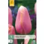 Virághagyma Tulipán Menton 7 db JUB