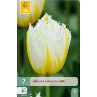 Virághagyma Tulipán Lemon Beauty 7 db JUB