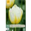 Virághagyma Tulipán Lemon Beauty 7 db JUB