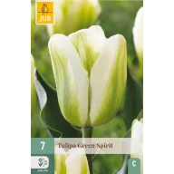 Virághagyma Tulipán Green Spirit 7 db JUB