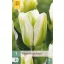 Flower bulb Tulip Green Spirit 7 pcs JUB
