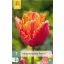 Flower Bulb Tulip Amazing Parrot 7 pieces JUB