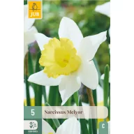 Virághagyma Nárcisz Melyor 5 db JUB