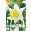 Bulb Daffodil Melyor 5 pieces JUB