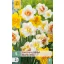 Virághagyma Nárcisz Dubbel/Double Mix 5 db JUB