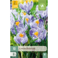 Virághagyma Krókusz Pickwick 10 db JUB