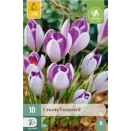 Virághagyma Krókusz Vanguard 10 db JUB