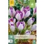 Virághagyma Krókusz Vanguard 10 db JUB