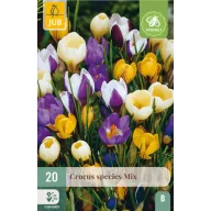 Virághagyma Krókusz Species Mix 20 db JUB