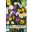Virághagyma Krókusz Species Mix 20 db JUB