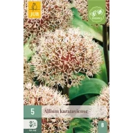 Virághagyma Díszhagyma Karataviense 5 db JUB