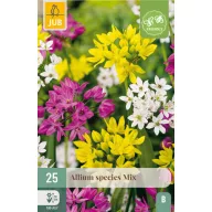 Virághagyma Díszhagyma Species Mix 25 db JUB