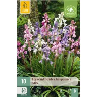 Virághagyma Spanyol kékcsengő Hispanica Mix 10 db JUB