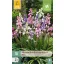 Flower bulb Spanish bluebell Hispanica Mix 10 pieces JUB