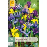 Virághagyma Iris Dwarf Mix 10 db JUB