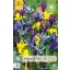 Virághagyma Iris Dwarf Mix 10 db JUB