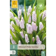 Virághagyma Gyöngyike (Muscari) Pink Sunrise 3 db JUB