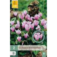Virághagyma Ciklámen (Cyclamen hederifolium) 2 db JUB