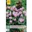 Virághagyma Ciklámen (Cyclamen hederifolium) 2 db JUB