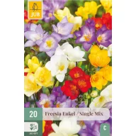 Virághagyma Frézia Enkel/Single Mix 20 db JUB
