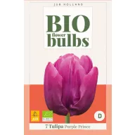Virághagyma BIO Tulipán Purple Prince 7 db JUB