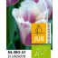 Virághagyma BIO Tulipán Siesta 7 db JUB
