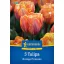Virághagyma Tulipán Orange Princess 5 db Kiepenkerl