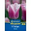 Flower Bulb Tulip Siesta Kiepenkerl 5 pcs