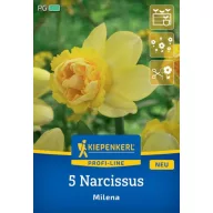 Virághagyma Nárcisz Milena Kiepenkerl 5 db